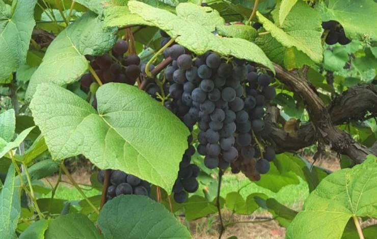 виноград для начинающих советы