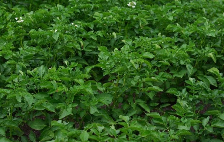 отзыв о выращивании картофеля лапоть