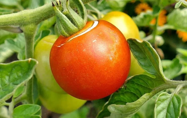 как правильно поливать томаты в теплице