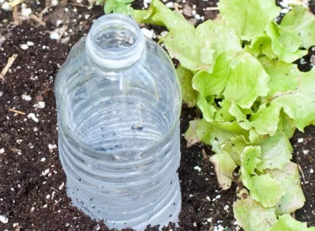 полив помидоров в теплице из бутылки