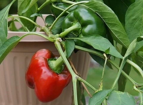 как правильно поливать перец