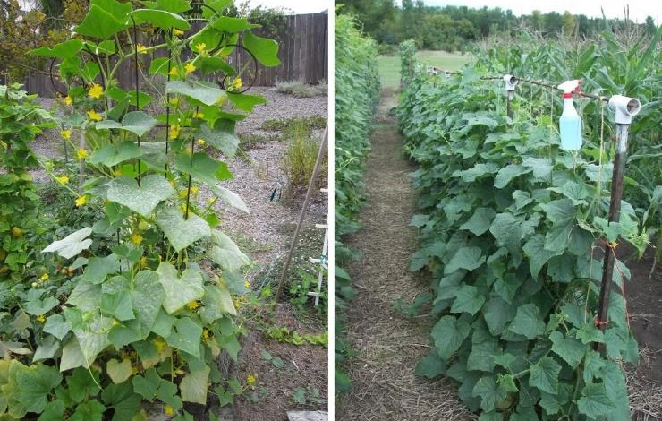 грядки огурцы своими руками