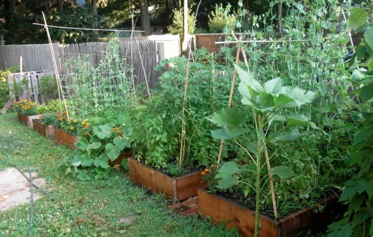 грядка огурцы весной