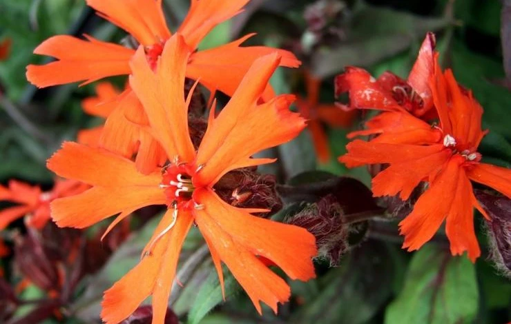 лихнис цветы посадить в июне