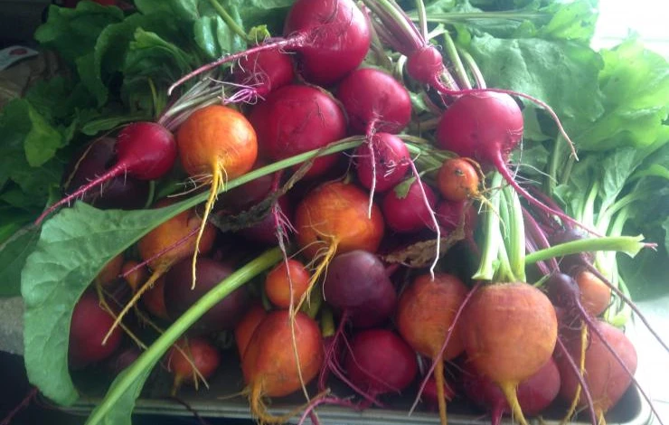 сорта свеклы ля приморья