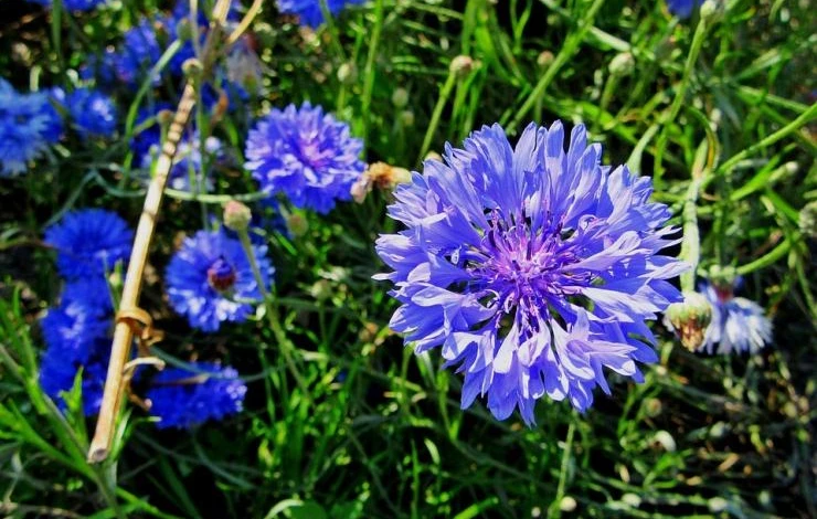 василек рассада выращивание