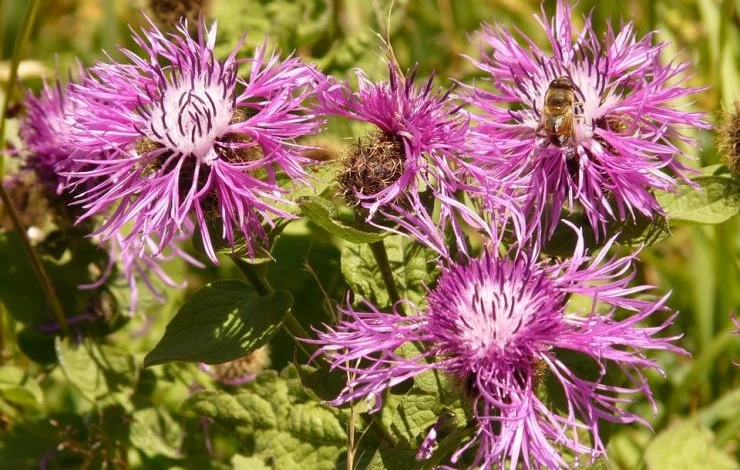 василек однолетний