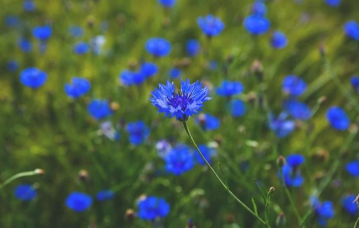 посадка васильков