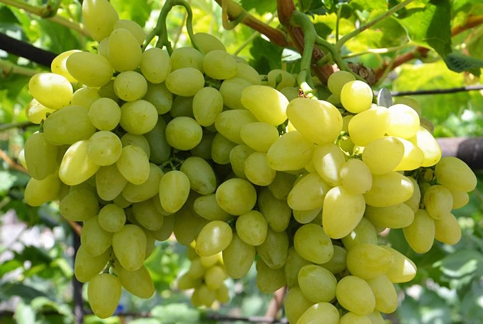 сорт винограда бажена