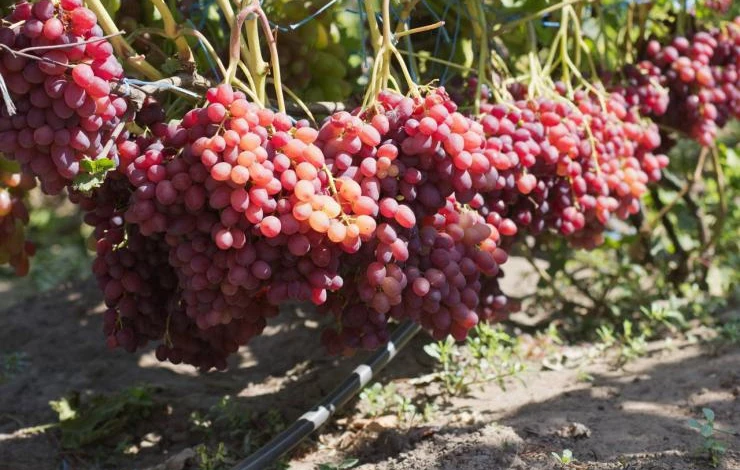 виноград велес