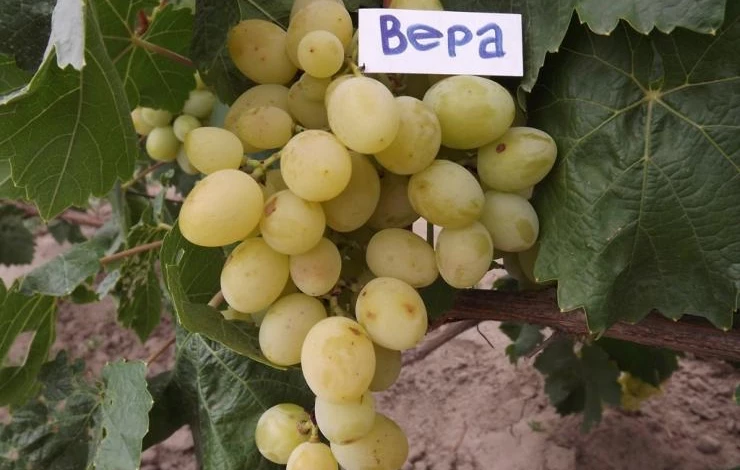 виноград вера