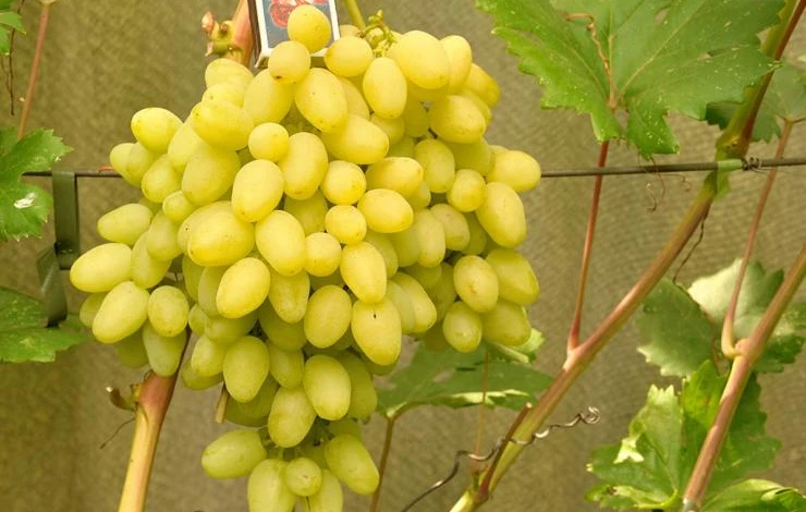 Виноград долгожданный