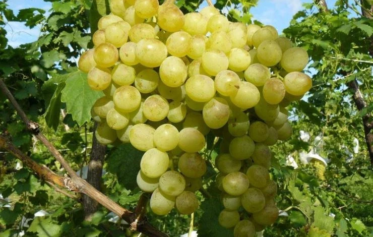 Виноград злато