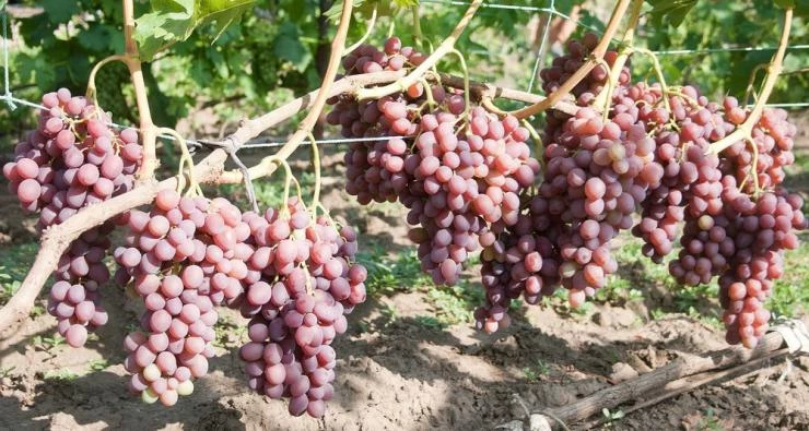 Ливия виноград