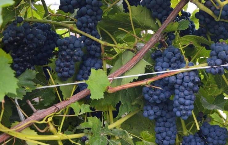 виноград лион