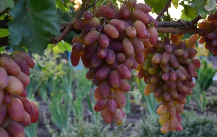 Виноград преображение