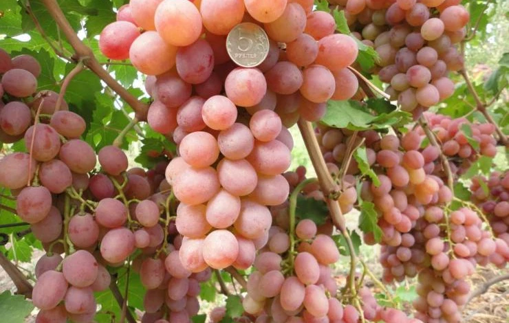 Виноград Рута