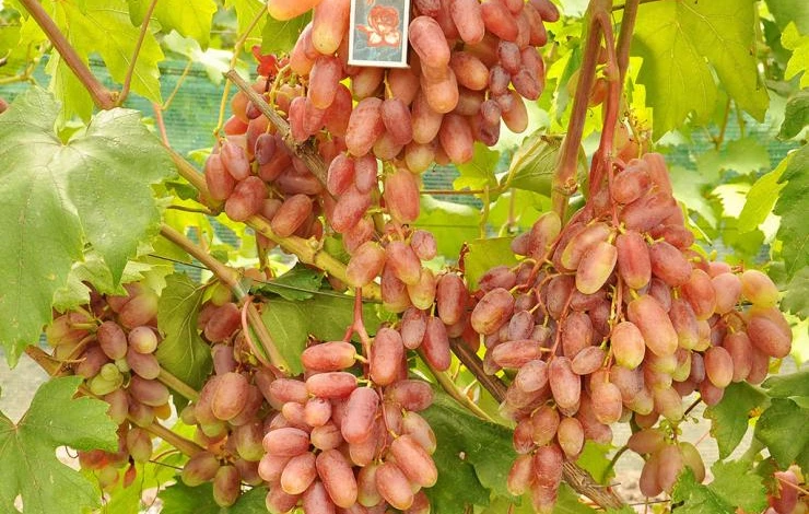 Виноград Сенсация