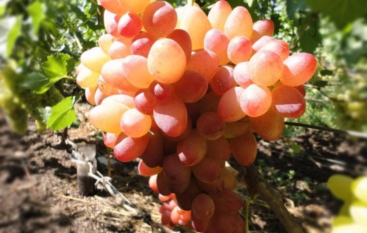 Виноград софия