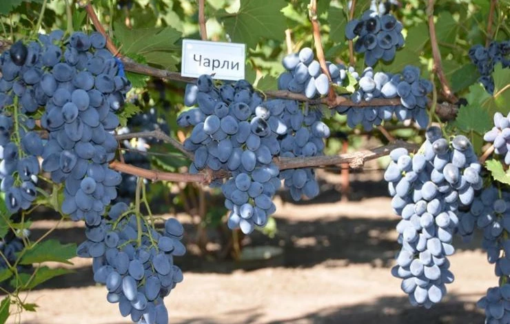 Виноград чарли