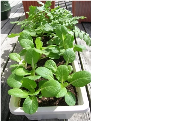 как выращивать дайкон через рассаду