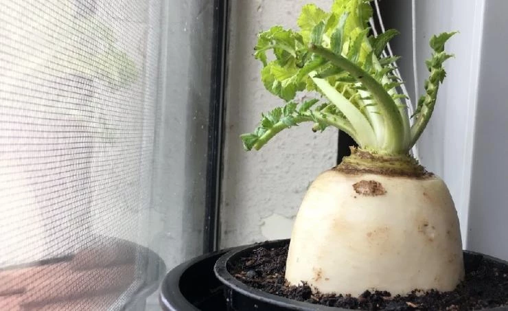 как выращивать дайкон из семян