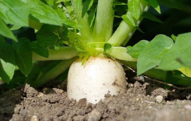 когда сажать дайкон