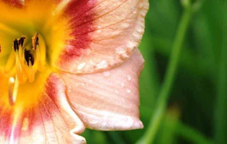 что делать в цветнике в августе