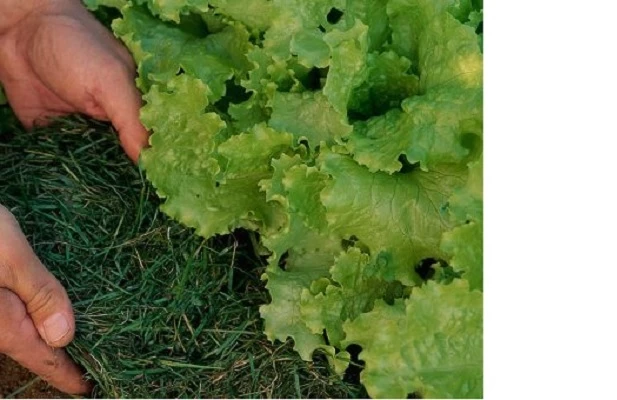 мульчирование хвоей плюсы и минусы