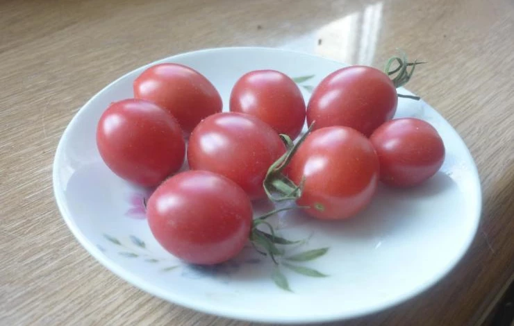 размножение пасынками помидоров