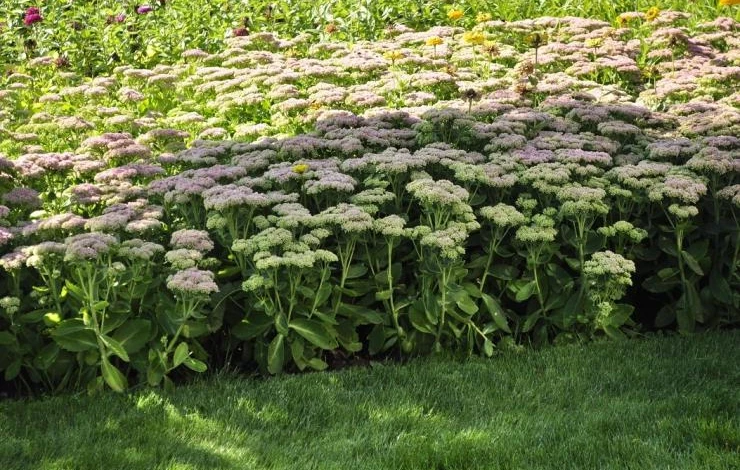 как создать клумбу непрерывного цветения