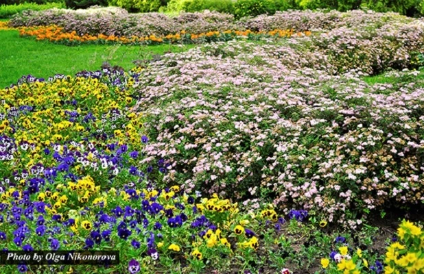 клумба непрерывного цветения своими руками