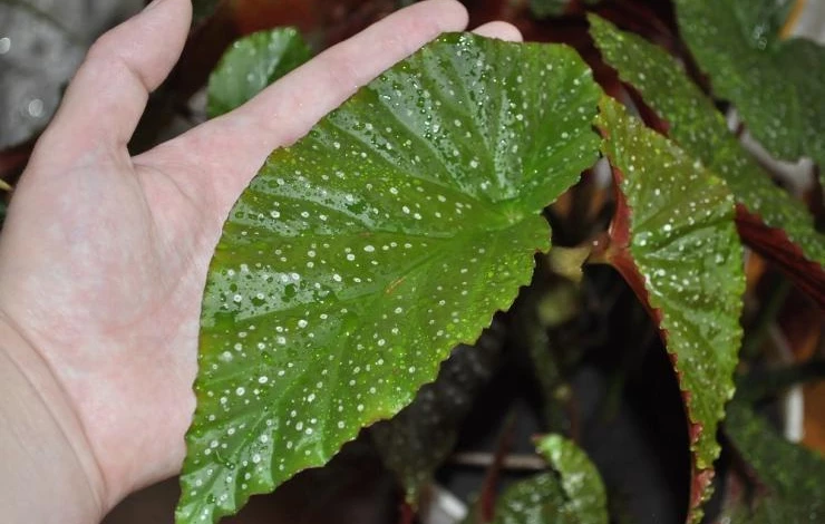 бегония коралловая почему не цветет