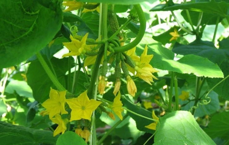 чем подкормить огурцы во время цветения