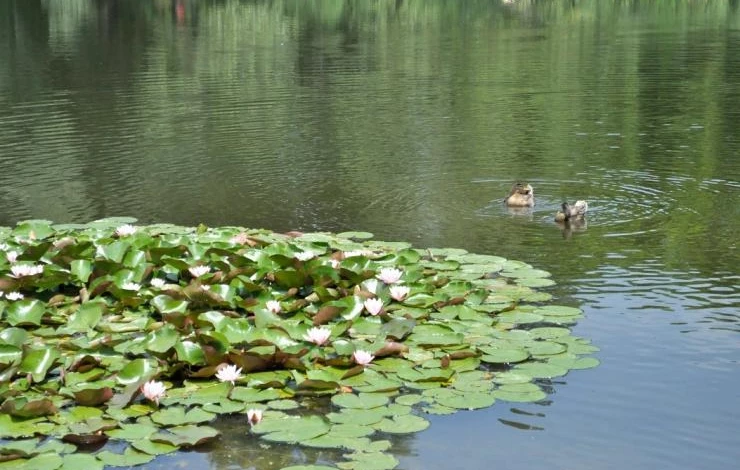 размеры и место для пруда