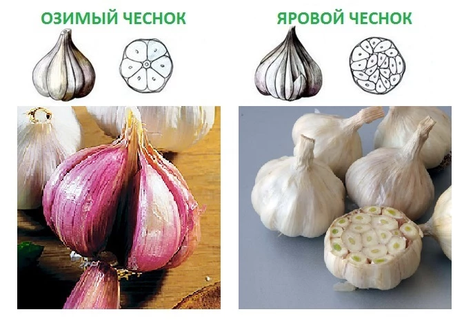 отличия ярового и озимого чеснока