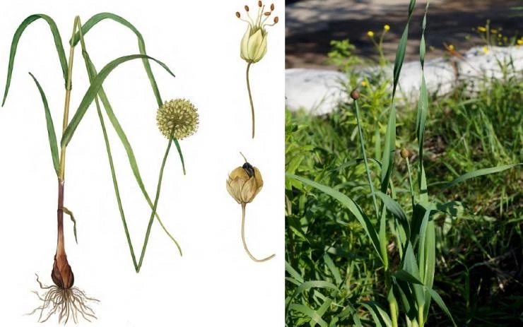 Лук косой (Allium obliquum L.)