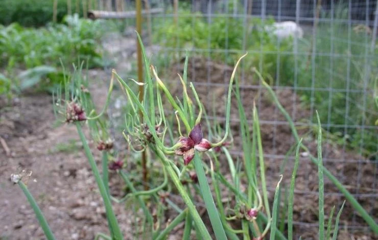как я вырастила лук многоярусный в открытом грунте
