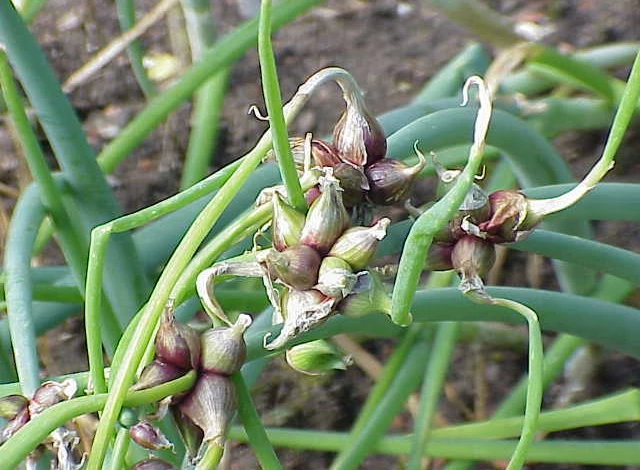 лук многолетний многоярусный на зелень