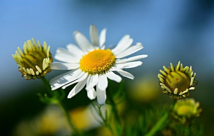 нивяник уход