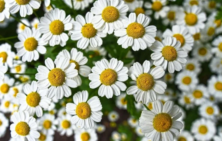 нивяник многолетний