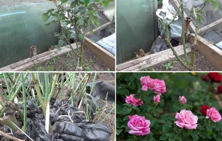 как хранить розы зимой в подвале