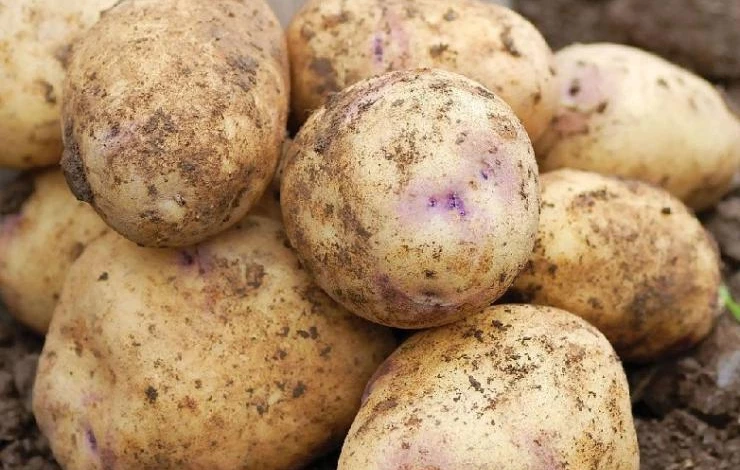 зачем нужен семенной картофель