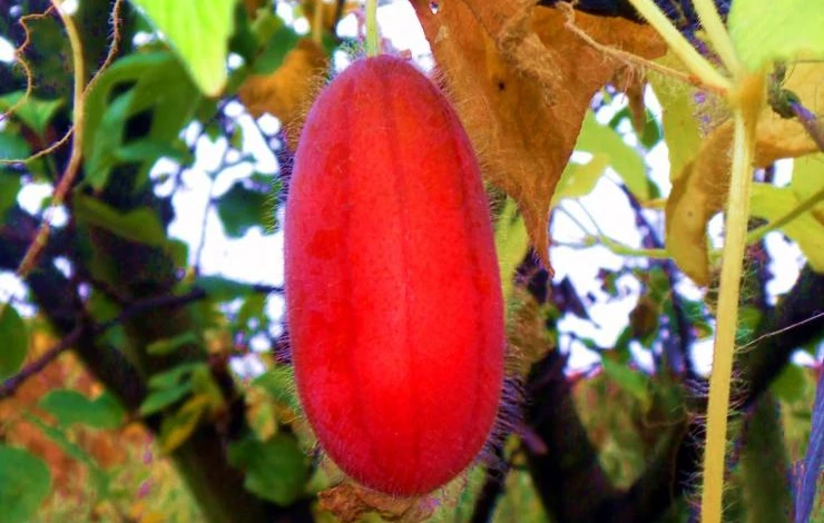 тладианта сомнительная