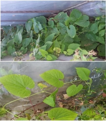 тладианта отзыв фото