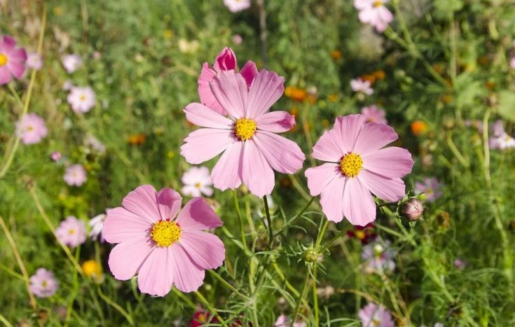 когда сажать космею