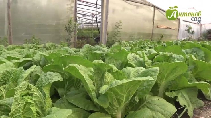 почему пекинская капуста не завязывает кочан