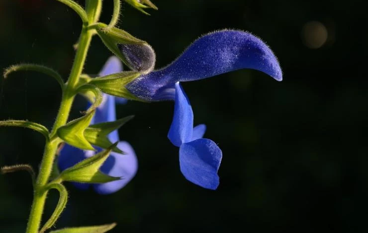 сальвия выращивание