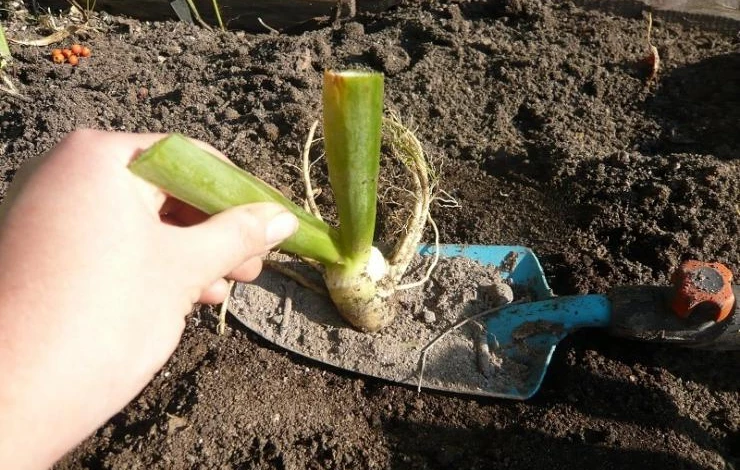 как посадить ирис бородатый