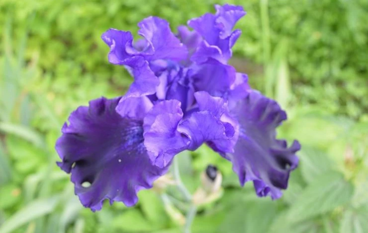 ирис бородатый уход